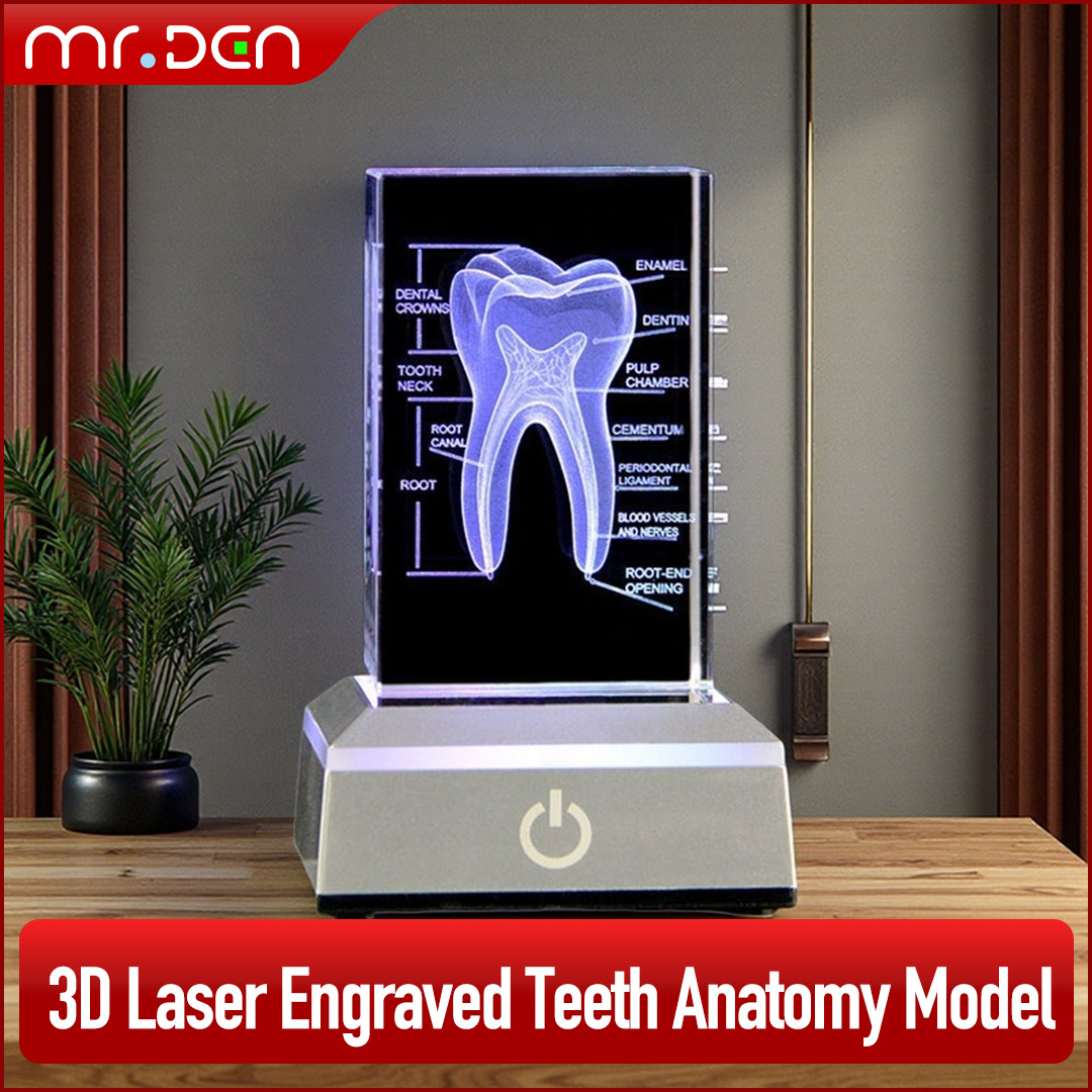 Paper Weight Crystal - Dental 3D Laser Gravierte Menschliches Skelett