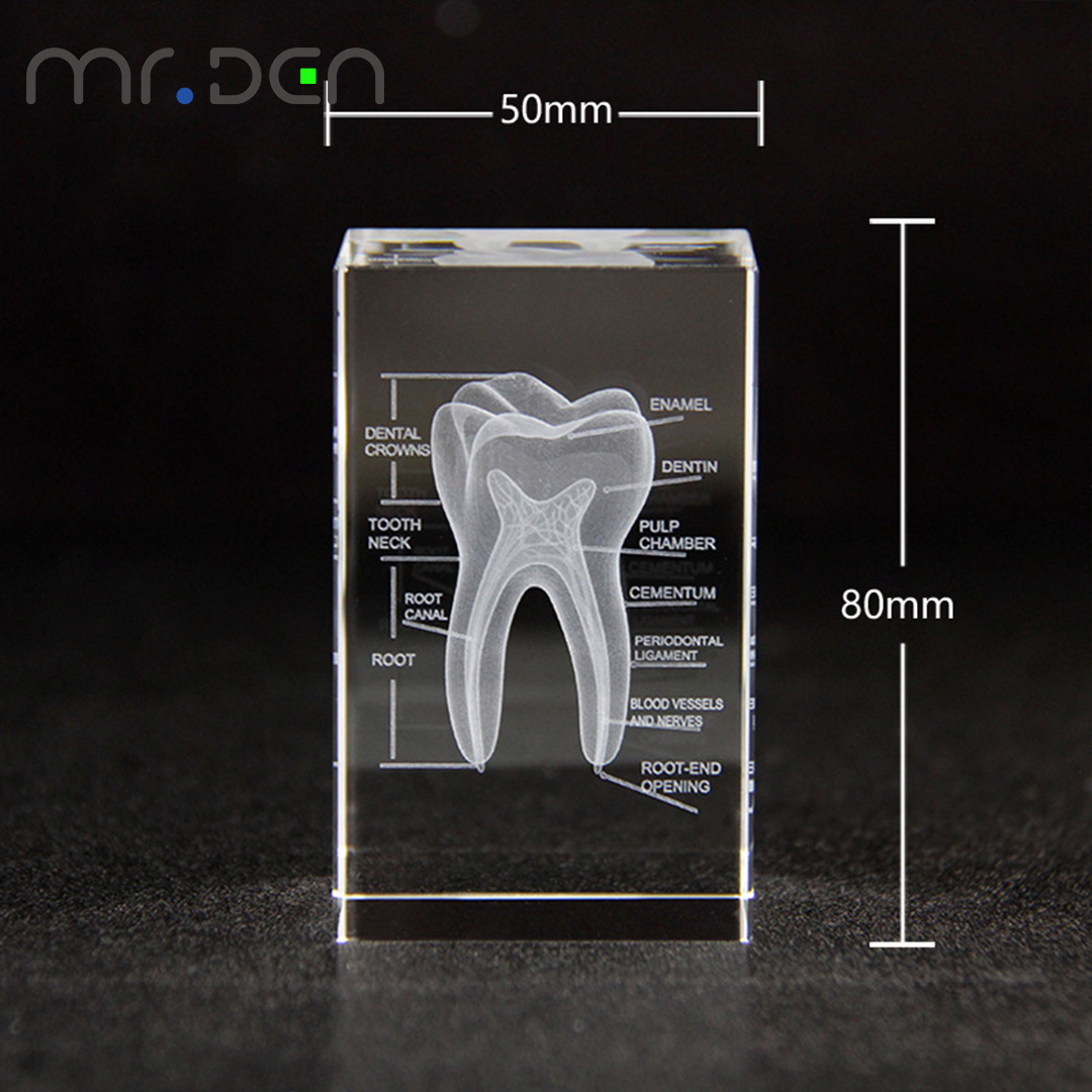 Dental 3D Laser Gravierte Mens – Paper Weight Crystal Bewertung und Preis